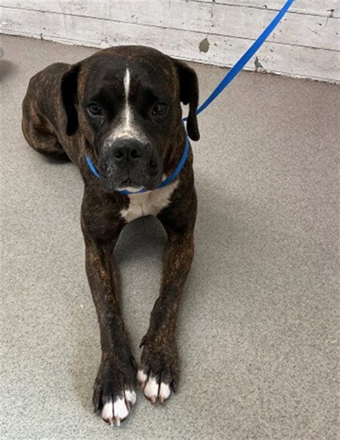 Photo of Mandy, adoptable Boxer in San Bernardino, California