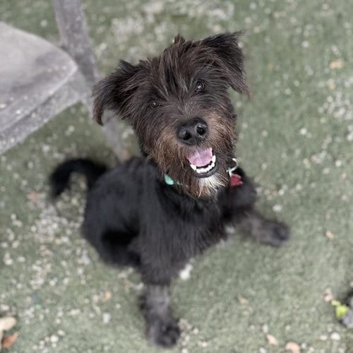 Photo of Wade, adoptable Scottish Terrier Scottie in San Diego, California
