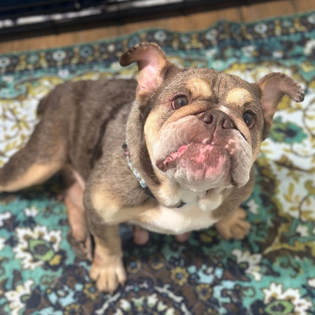 Photo of Winter, adoptable Bulldog, English in California, California