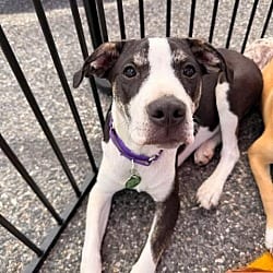 Photo of Toboggan, adoptable Hound (Unknown Type) in Lebanon, Connecticut