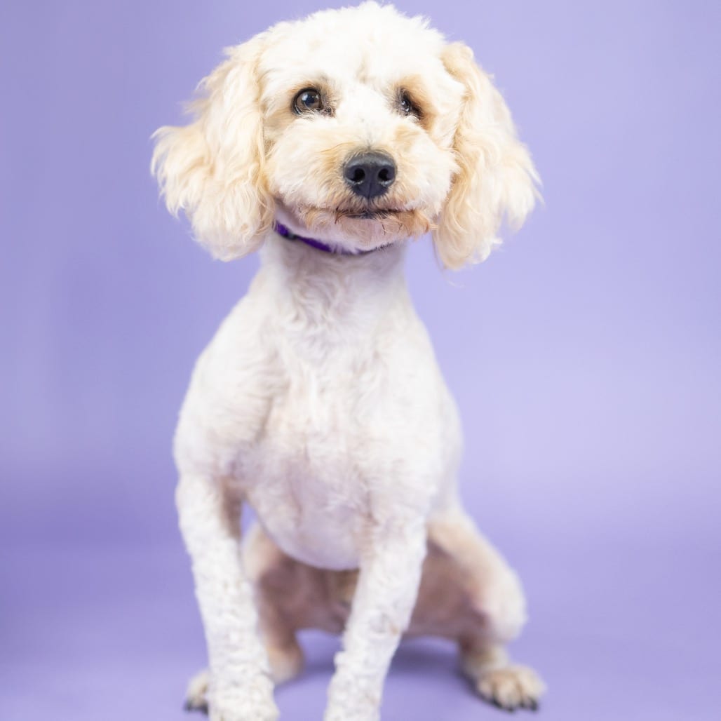 Photo of Tanner, adoptable Poodle in Portland, Oregon