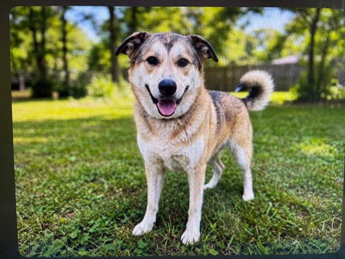 Photo of Fabulous Freya, adoptable German Shepherd Dog in Sussex, New Jersey