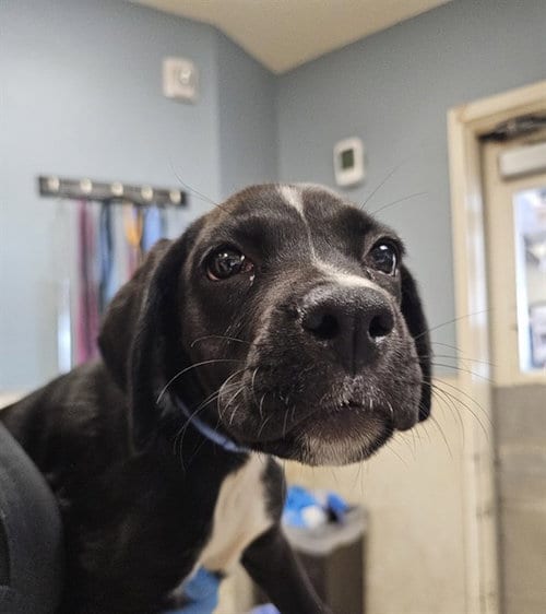 Photo of Cloud, adoptable Boxer in Riverside, California
