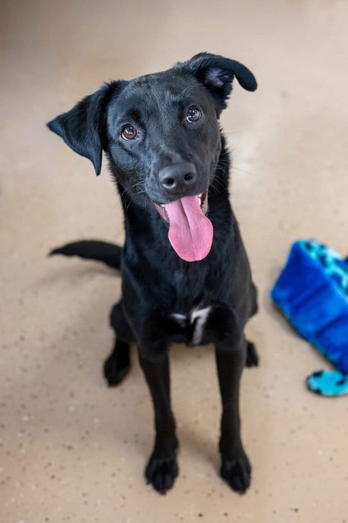 Photo of Pita, adoptable Labrador Retriever in Mundelein, Illinois
