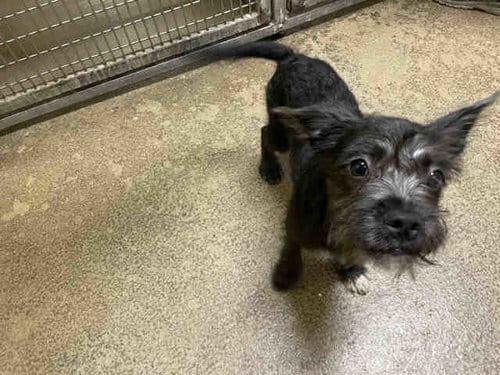Photo of Bently, adoptable Terrier in Bonita, California