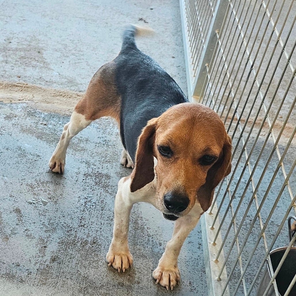 Photo of Rava, adoptable Beagle in Mount Vernon, Arkansas