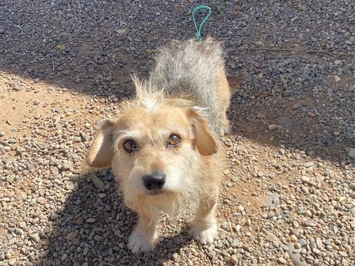 Photo of Ren, adoptable Cairn Terrier in Phoenix, Arizona