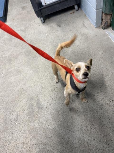 Photo of Simba, adoptable Yorkshire Terrier Yorkie in Woodland, California