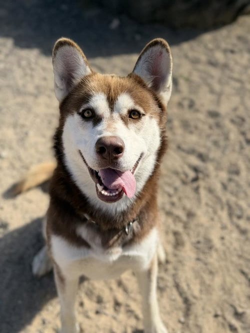 Photo of Kyle, adoptable Siberian Husky in Lompoc, California