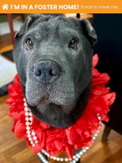 Photo of Gucci, adoptable dog in Baltimore, Maryland
