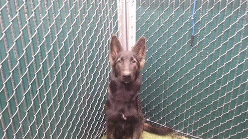 Photo of A5803689, adoptable German Shepherd Dog in Downey, California