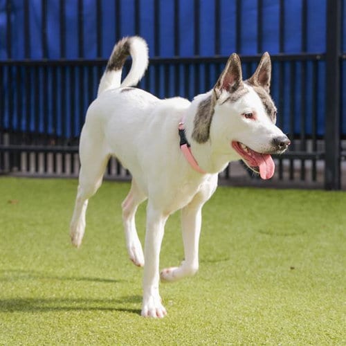 Photo of Icy, adoptable Australian Cattle Dog/Blue Heeler in Waco, Texas