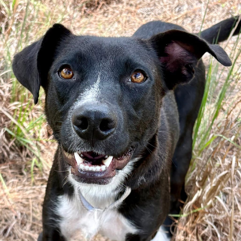 Photo of Venus, adoptable Retriever, Labrador / Mix in Marshall, Texas