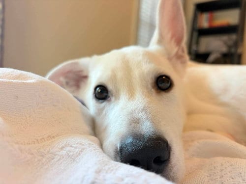 Photo of Franklin, adoptable Husky in Holly Springs, North Carolina