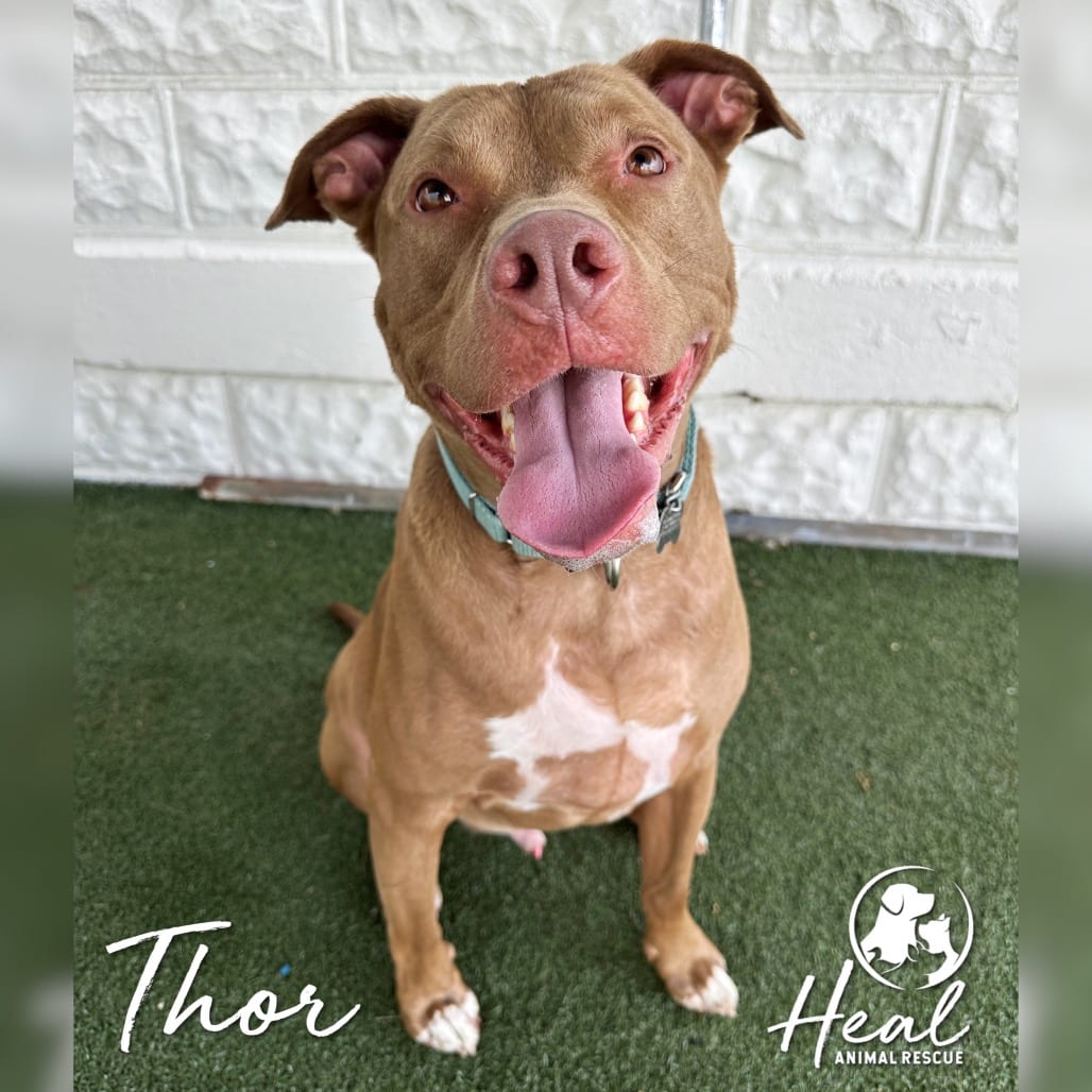 Photo of Thor, adoptable Terrier, Pit Bull in Youngwood, Pennsylvania