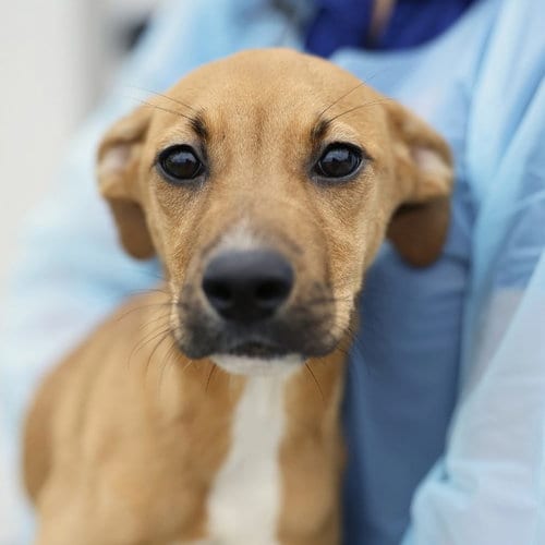 Photo of Marley, adoptable Chihuahua in San Antonio, Texas