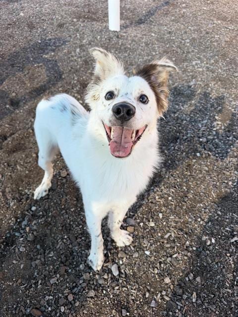 Photo of Bouncer, adoptable Border Collie in Albuquerque, New Mexico