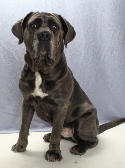 Photo of Luna Dale, adoptable Neapolitan Mastiff in Burbank, California