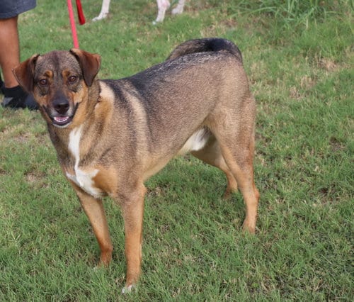 Photo of Sam, adoptable Shepherd in Pflugerville, Texas