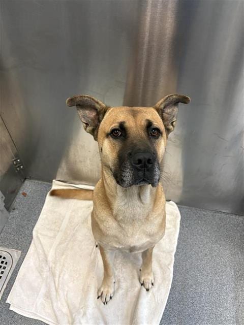 Photo of Canela, adoptable Mixed Breed