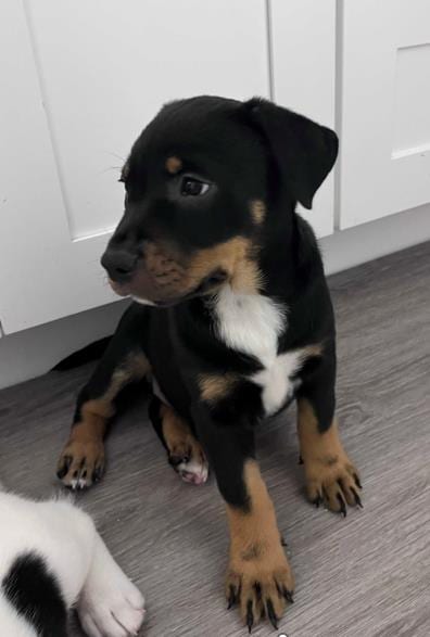 Photo of Penny, adoptable Pit Bull Terrier in Camarillo, California