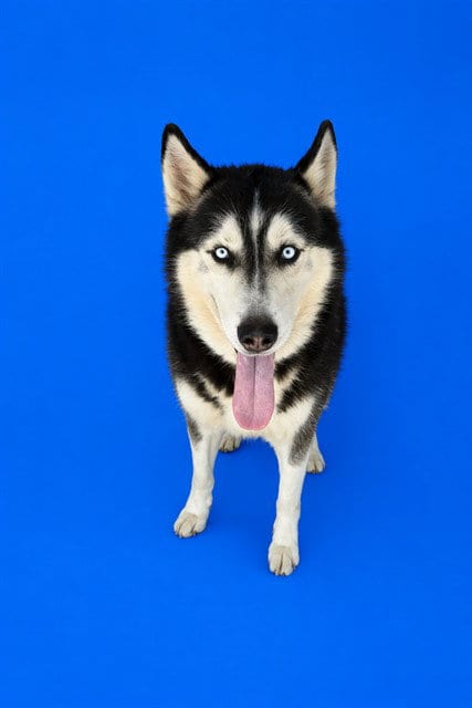Photo of Major, adoptable Siberian Husky in Miami, Florida