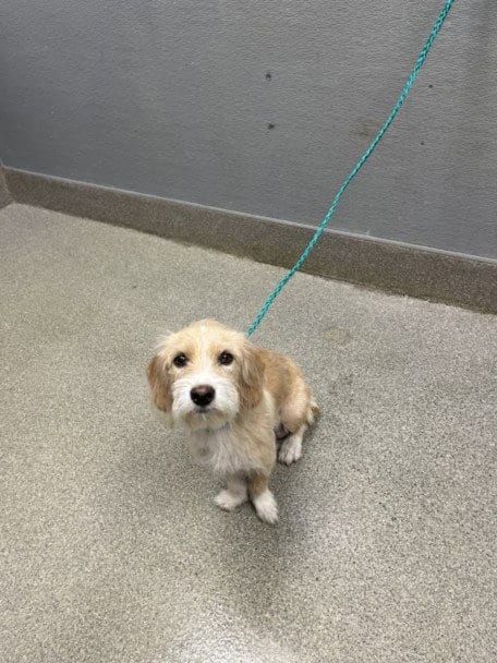 Photo of Pawpsicle, adoptable Terrier in Las Vegas, Nevada