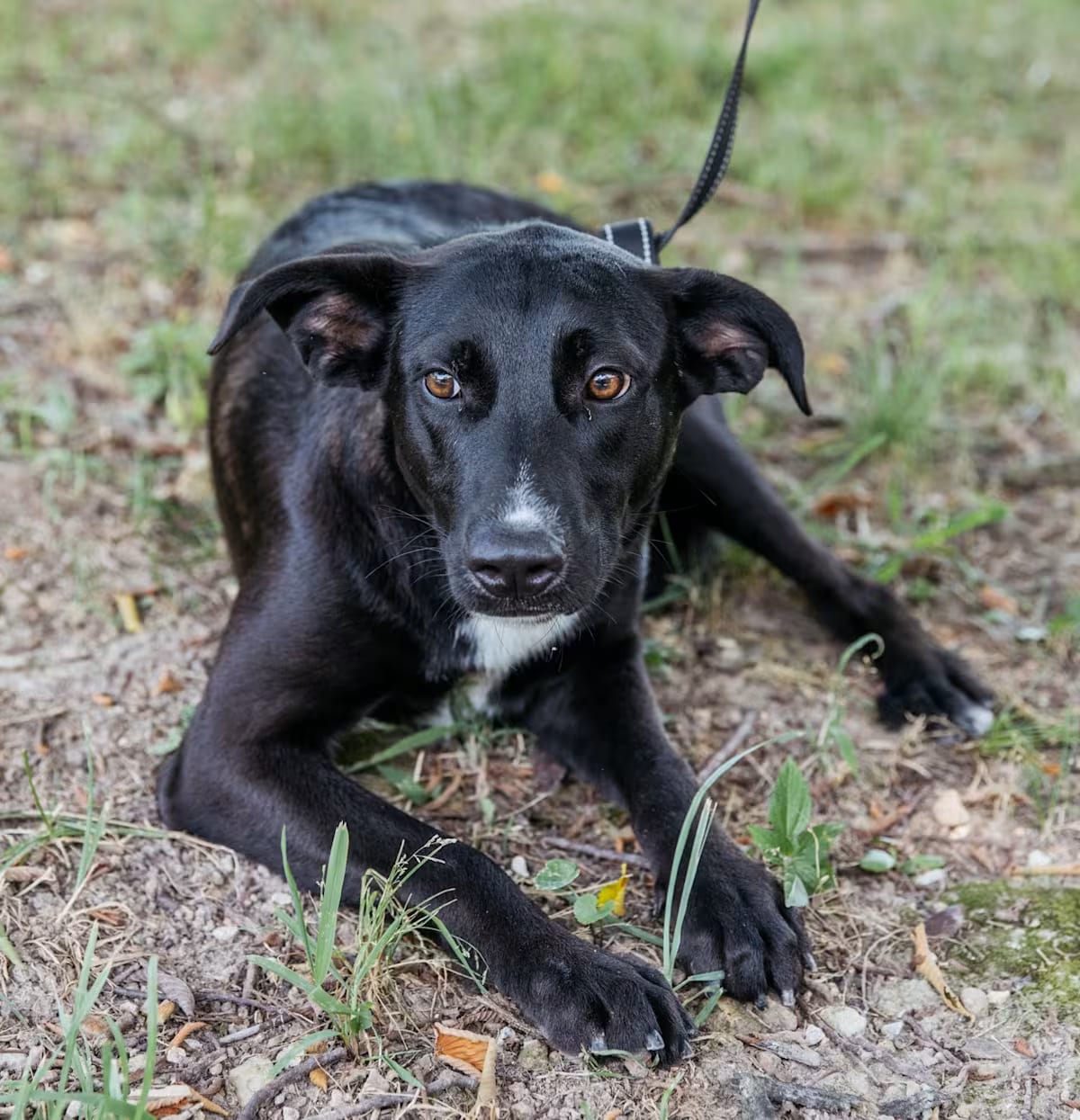 Photo of Piglet, adoptable Feist/Terrier (Unknown Type, Medium) in HARRISON, Arkansas