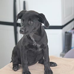 Photo of Joycean, adoptable Terrier (Unknown Type, Medium) in Cleveland, Tennessee