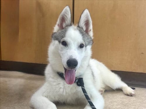Photo of Romeo, adoptable Husky in San Pedro, California