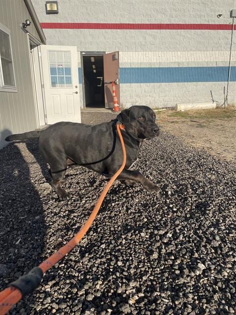 Photo of Chunk, adoptable Labrador Retriever in Casper, Wyoming