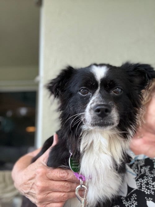 Photo of Patty, adoptable Papillon in Royal Palm Beach, Florida