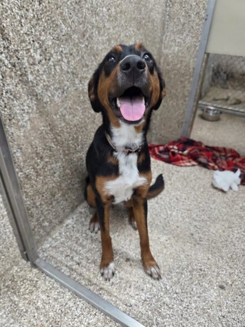 Photo of Amber, adoptable Hound in Martinsburg, West Virginia