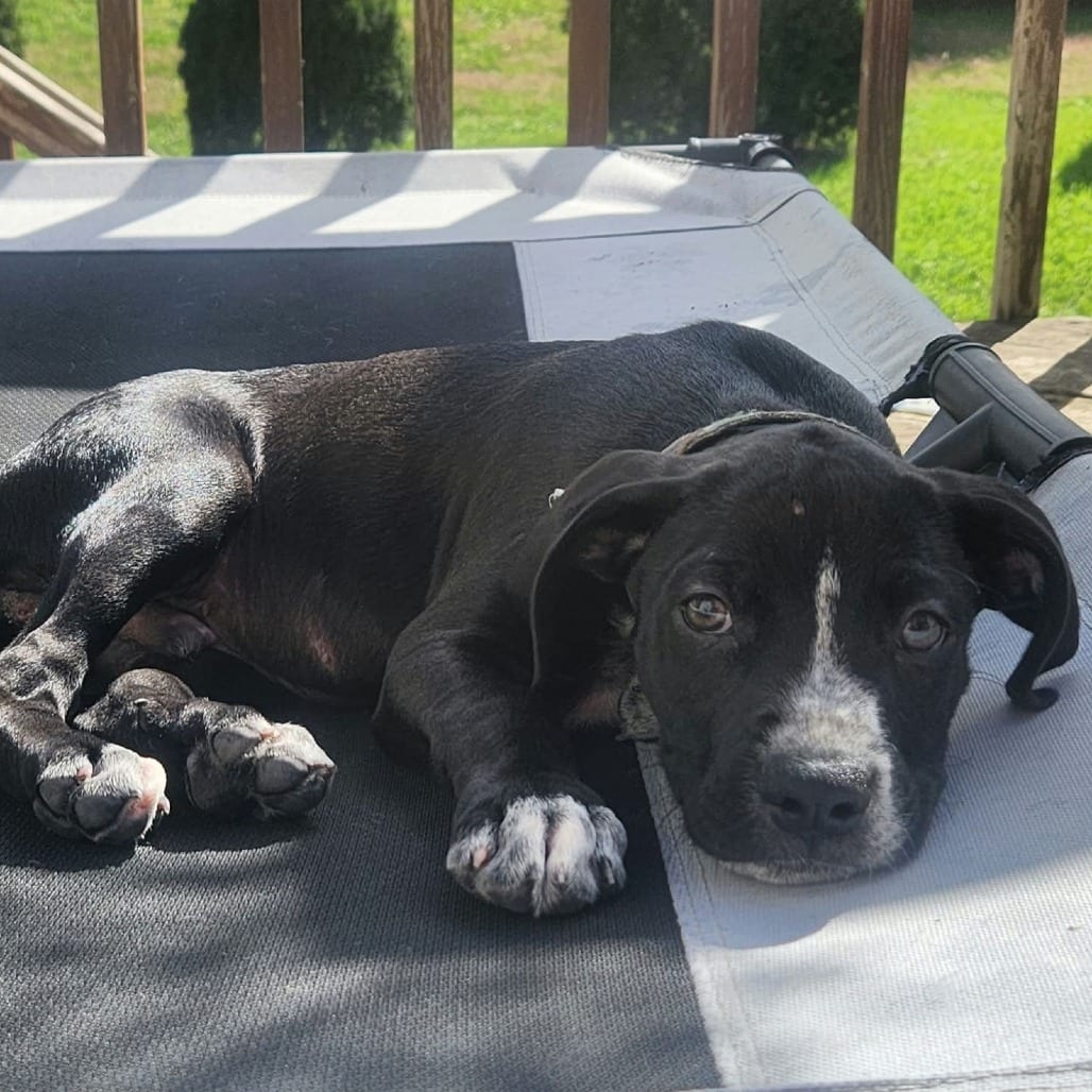 Photo of Snuggles, adoptable Mixed Breed (Small) in West Olive, Michigan