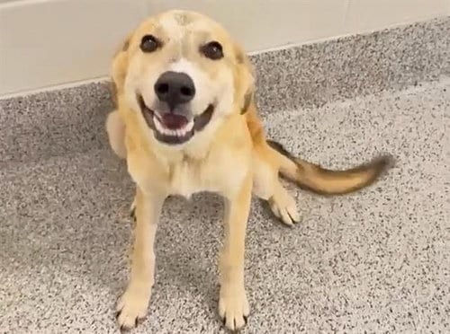 Photo of Kelly, adoptable Labrador Retriever in Houston, Texas