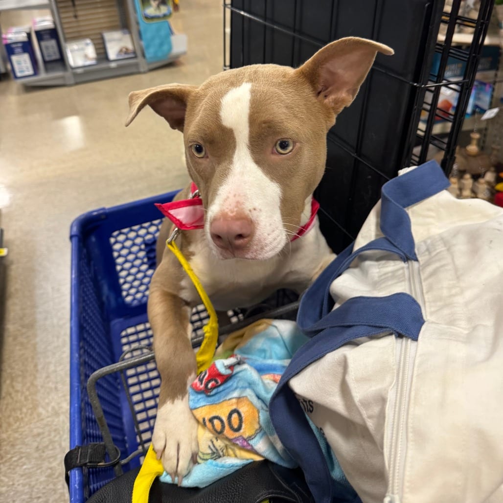 Photo of Keri, adoptable Mixed Breed (Medium)