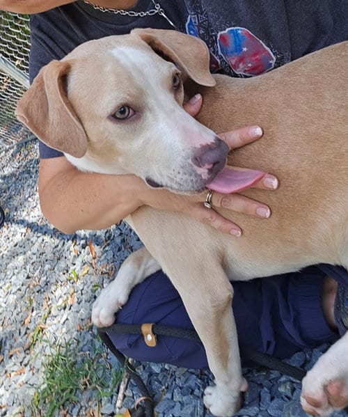 Photo of Stetson, adoptable American Pit Bull Terrier in Albemarle, North Carolina