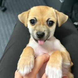 Photo of Bijou LB, adoptable Chihuahua Terrier (Unknown Type, Medium) in Hartford, Connecticut