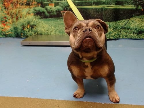 Photo of Muffie, adoptable French Bulldog in Moreno Valley, California
