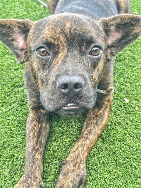 Photo of Polly Pocket, adoptable French Bulldog in Bakersfield, California