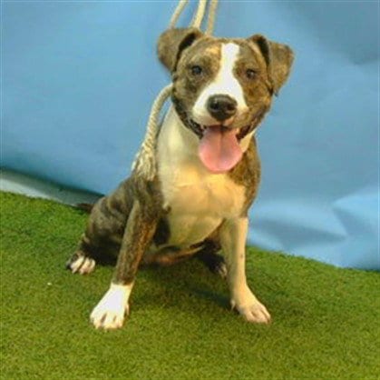 Photo of Phoebe, adoptable Pit Bull Terrier in Gardena, California