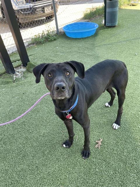 Photo of Kevin, adoptable Great Dane in Pasadena, Texas