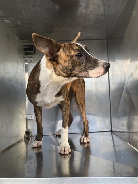 Photo of Caramel, adoptable Mixed Breed