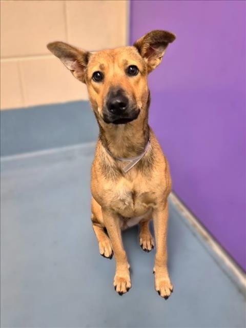 Photo of Baley, adoptable German Shepherd Dog in Houston, Texas
