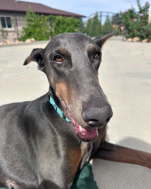 Photo of Diamond, adoptable Doberman Pinscher in Buffalo, Minnesota