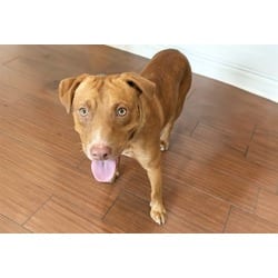 Photo of Martin, adoptable American Staffordshire Terrier in Ft Lauderdale, Florida