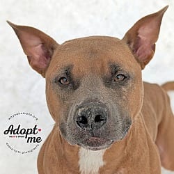Photo of Tuco, adoptable Pit Bull Terrier in Lyons, New York