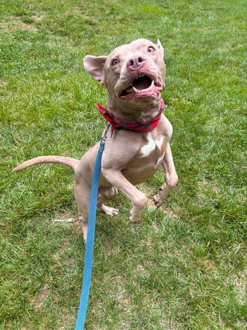 Photo of Waylon, adoptable American Pit Bull Terrier in Holly Springs, North Carolina