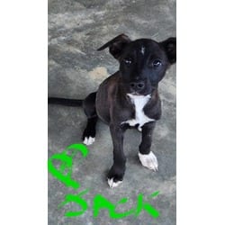 Photo of Jack, adoptable Labrador Retriever Border Collie in Medfield, Massachusetts