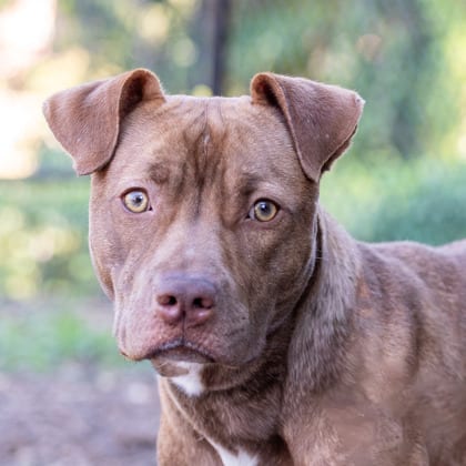 Photo of Oriana, adoptable dog in Chamblee, Georgia